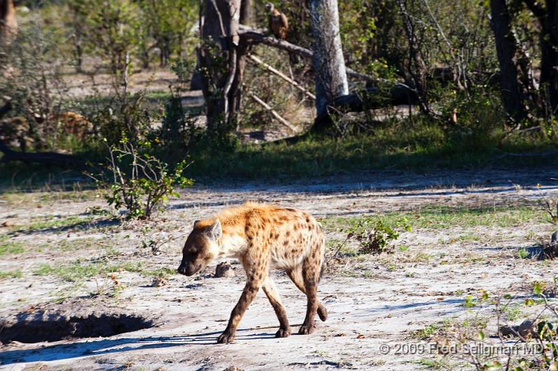 20090617_160215 D3 X1.jpg - Hyena Feeding Frenzy, Part 2.  We return later that day at 4 pm.  Hyena is walking away from the kill to take a rest